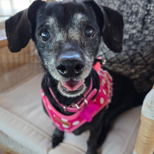 adopt Bella