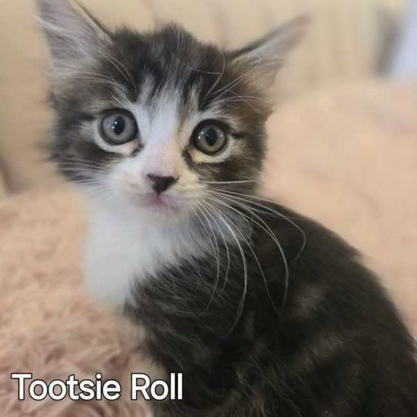 adopt Tootsie