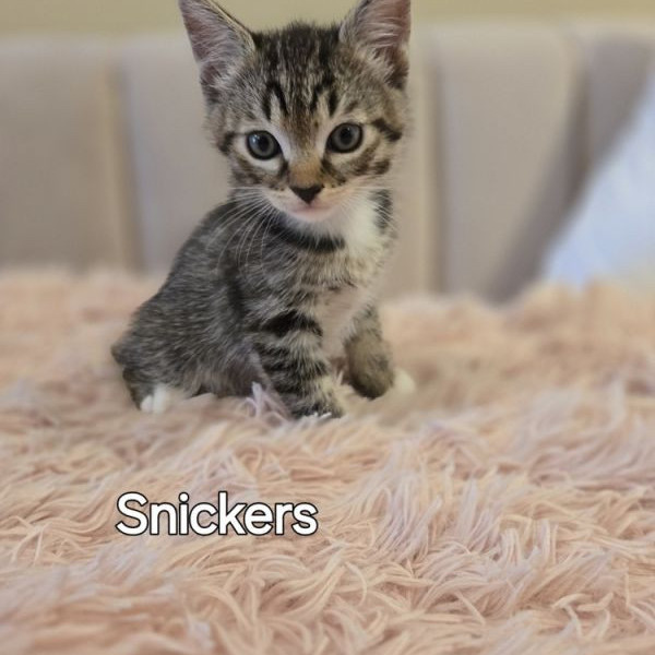 adopt Snickers