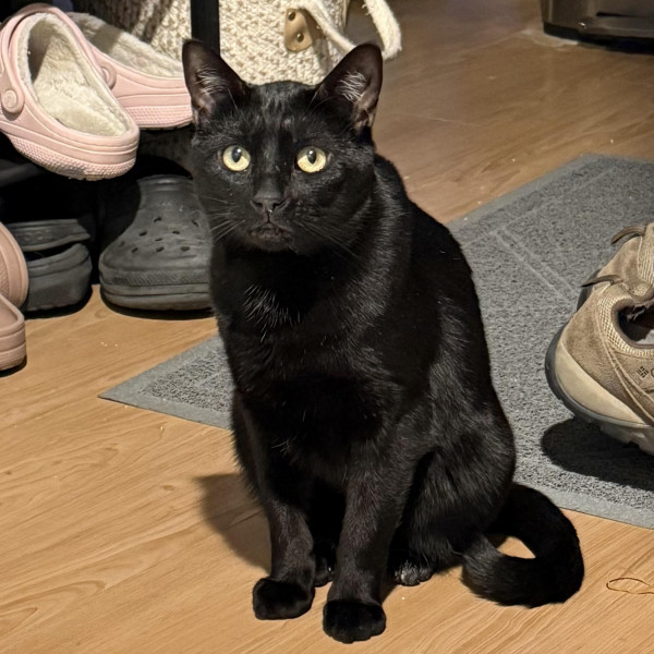 adopt Jules