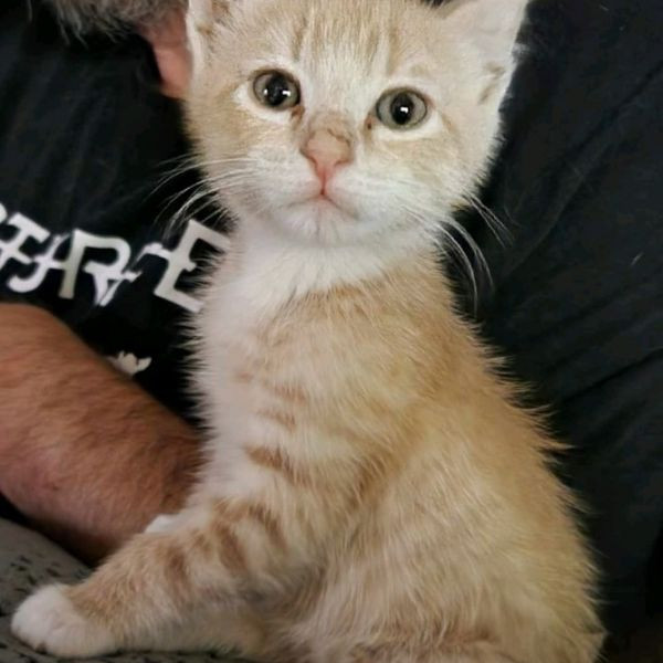 adopt Coach Dugan