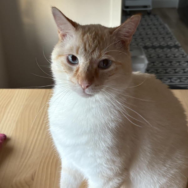 adopt Chester