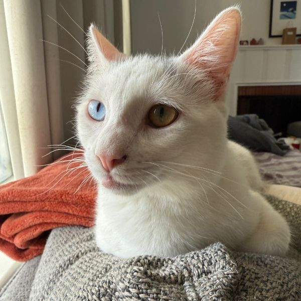 adopt Linda Evangelista