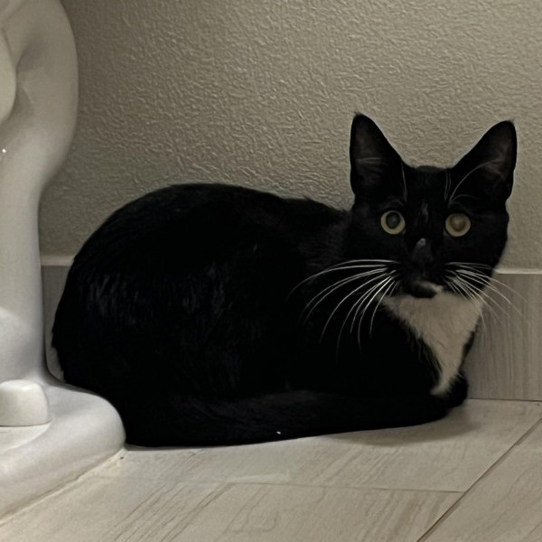 adopt Olive