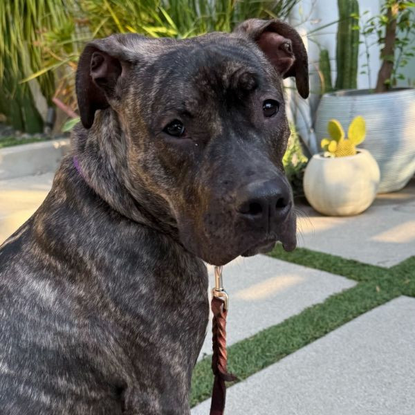adopt Lester