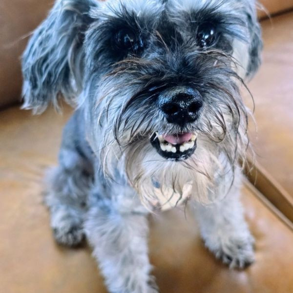 adopt Reignah