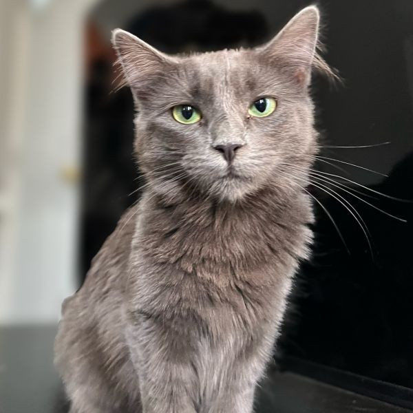 adopt Marie Antoinette