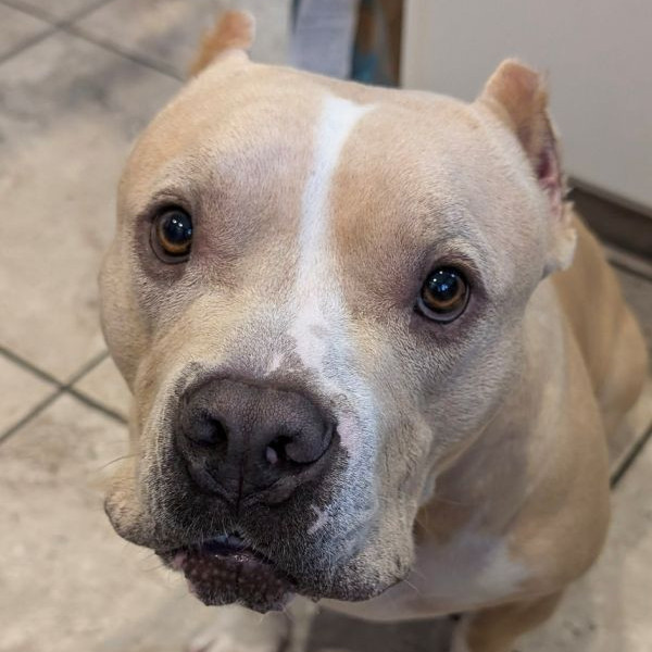adopt Duke (Courtesy Post)