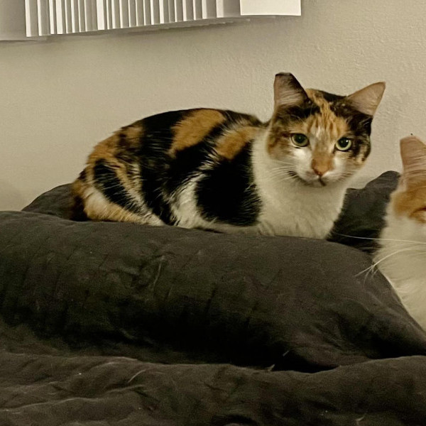 adopt Blossom, Garfield, Prince