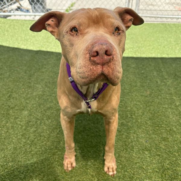adopt Baloney