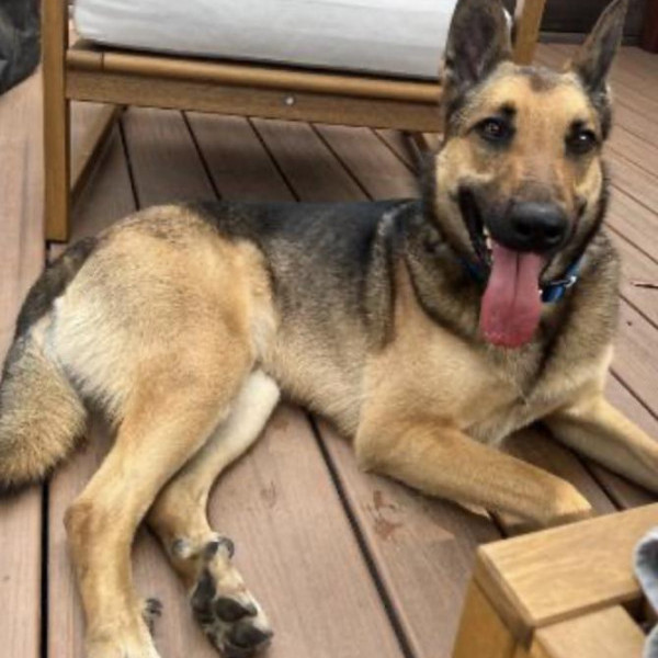 adopt Beau