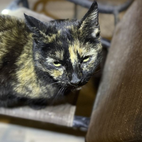 adopt Roxy