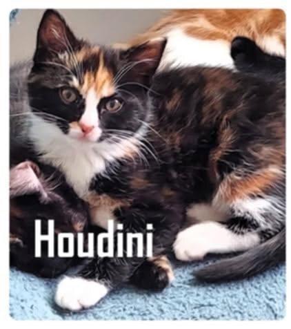 adopt Houdini