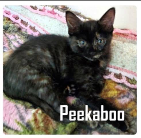 adopt Peekaboo
