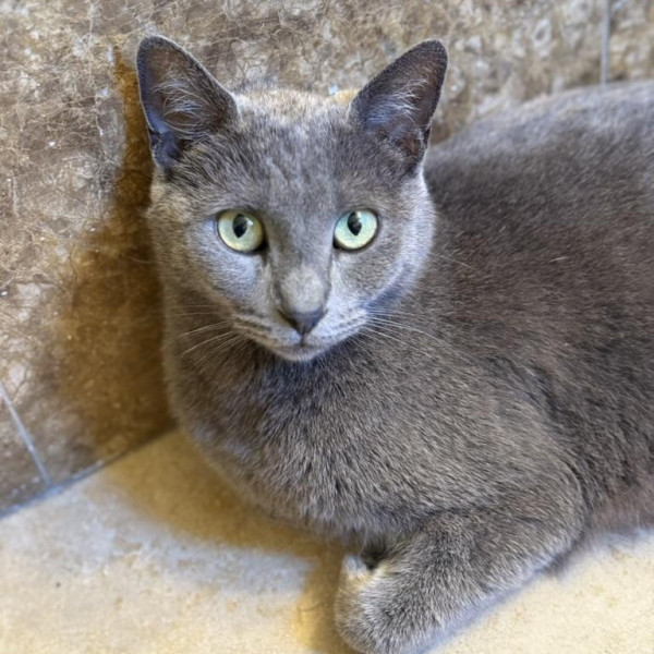 adopt Titania