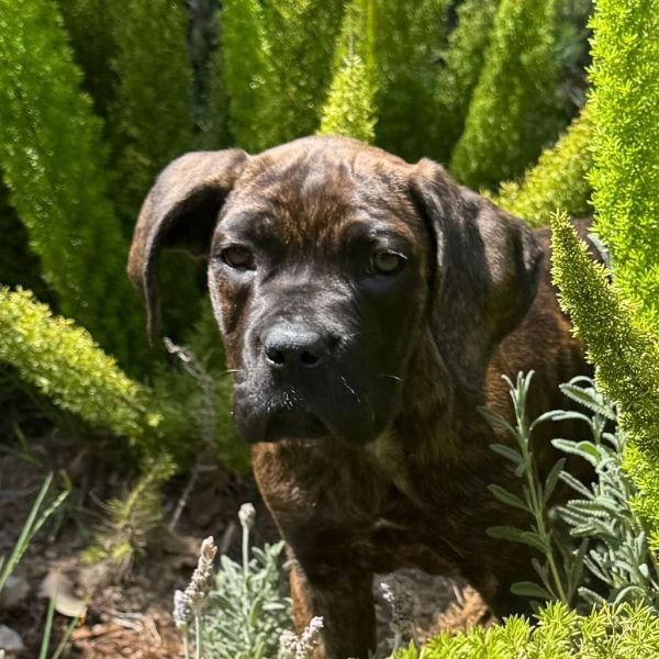 adopt Moxie