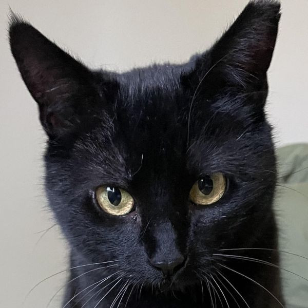 adopt Black Betty