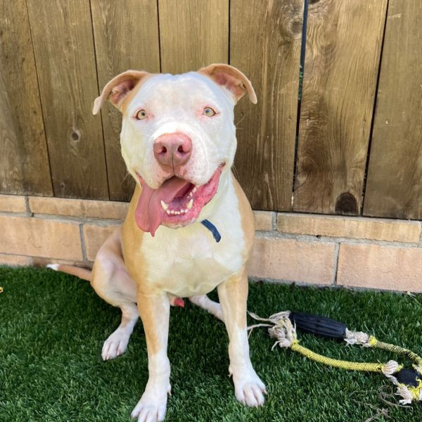 adopt Jimmy