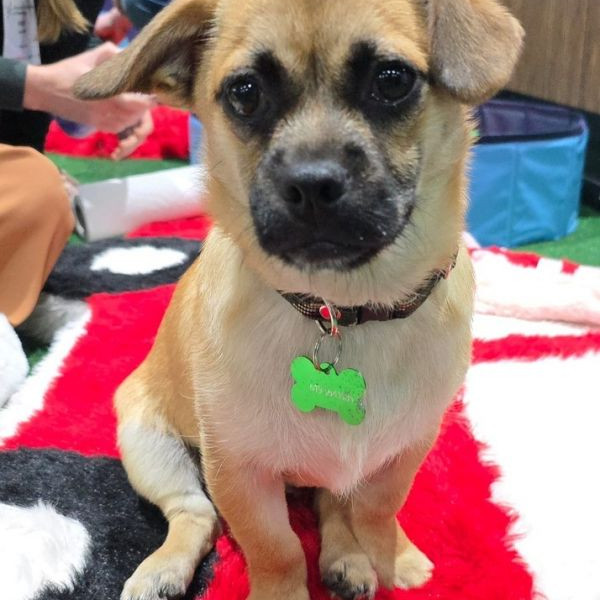 adopt Robert