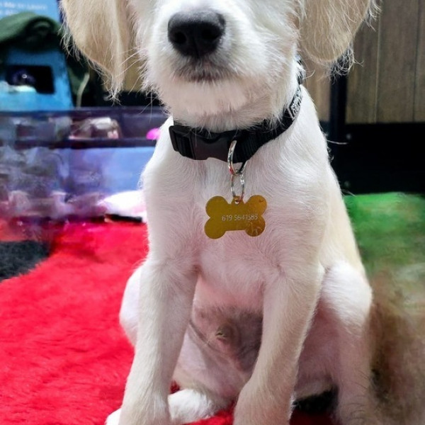 adopt William
