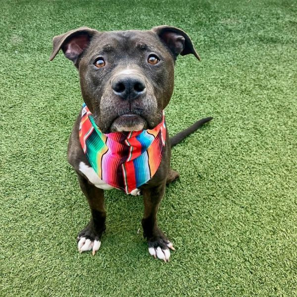 adopt Fantastic Sam