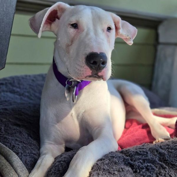adopt Opus