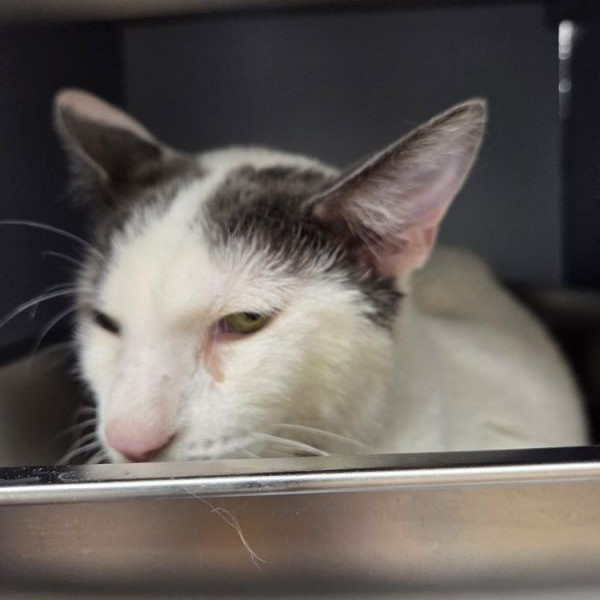 adopt Eclipse