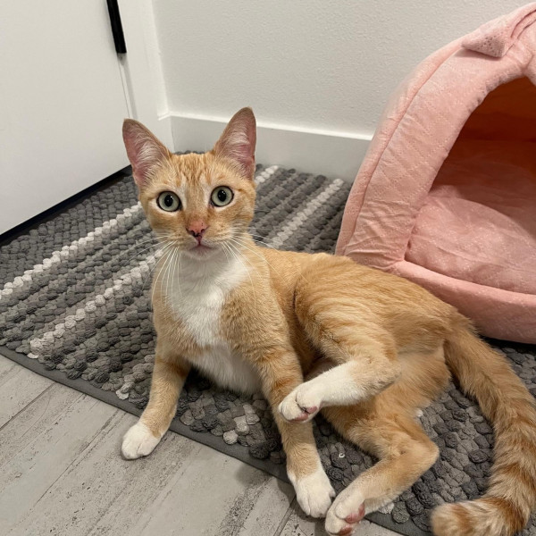 adopt Bo Derek