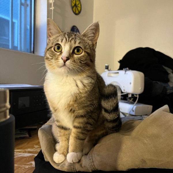 adopt Lula Pace Fortune