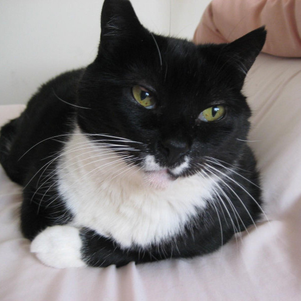 adopt Sweet Pea