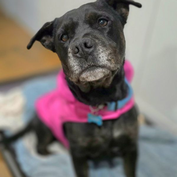 adopt Lola
