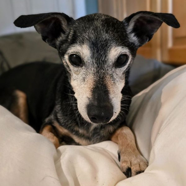 adopt Nacho