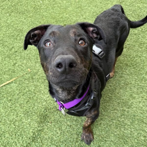 adopt Pretzel