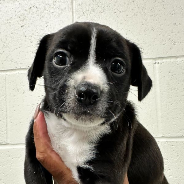 adopt Taco