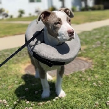 adopt Starlight