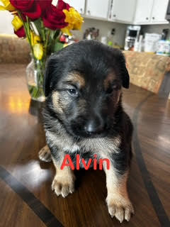 adopt Alvin