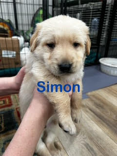 adopt Simon