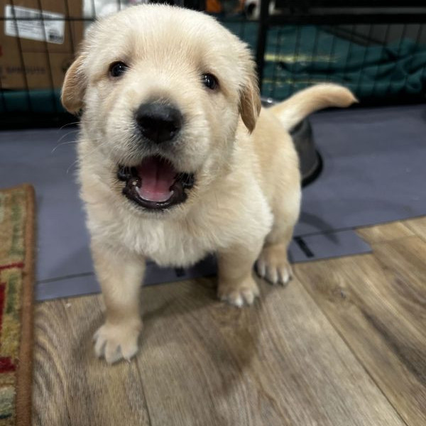 adopt Theodore
