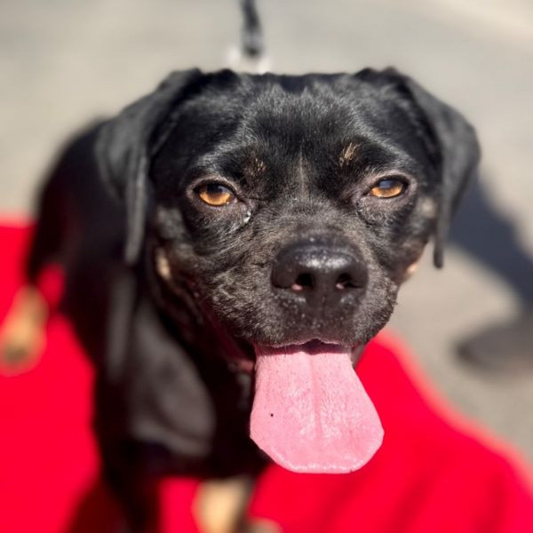 adopt Chloe - Adopt Me!