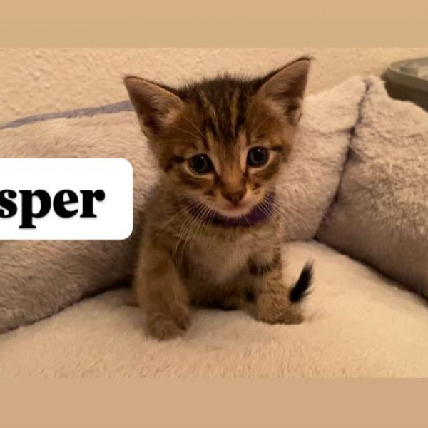 adopt Twilight Kittens