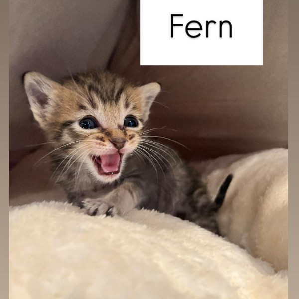 adopt Storybook Kittens