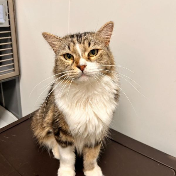 adopt Hershey