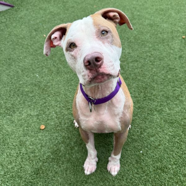 adopt Pebbles