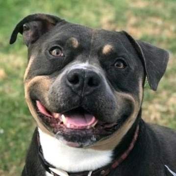 adopt Boris - Foster or Adopt Me!