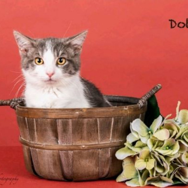 adopt Dottie