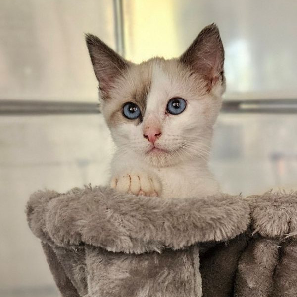 adopt Pascal