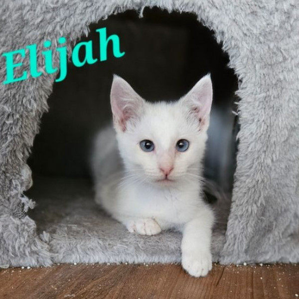 adopt Elijah