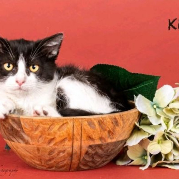 adopt Kit