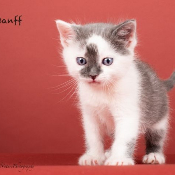 adopt Banff