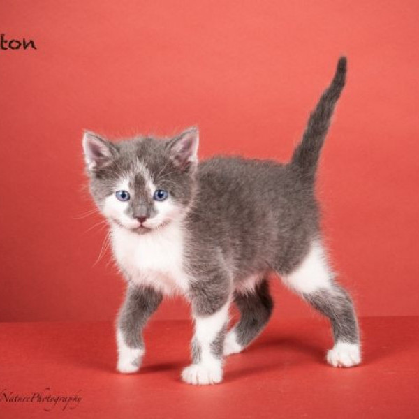 adopt Teton